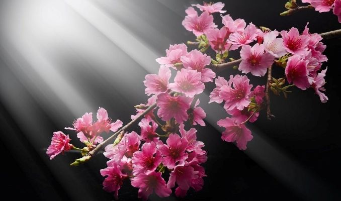   Στις ανθισμένες κερασιές της Αγιάς - Ταξίδι στο φως