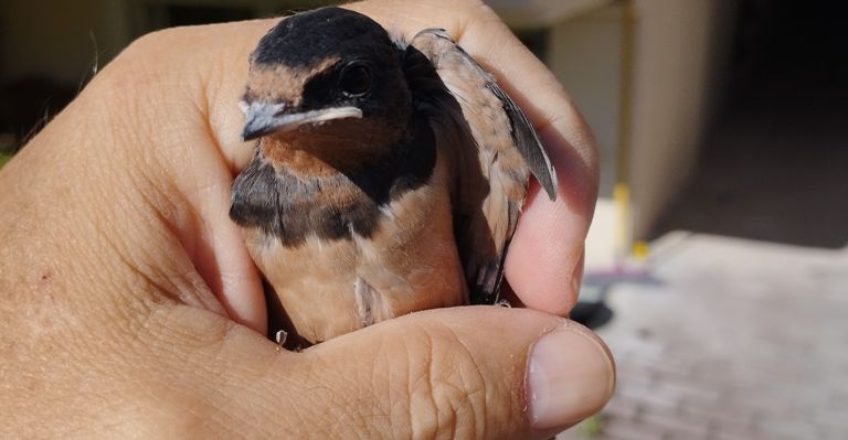 Tο έργο του Τμήματος Άγριας Ζωής του Δήμου Λαρισαίων  για το 2025
